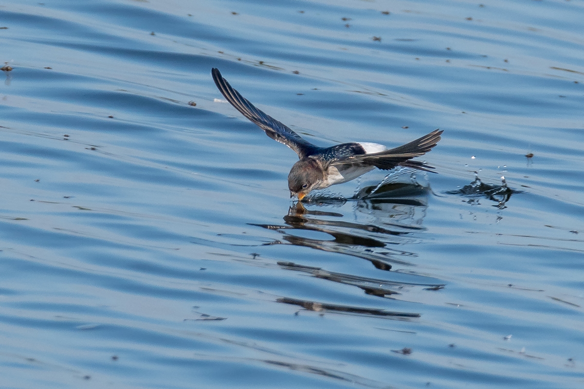 D50_6773_Durstige Schwalbe tankt auf IA_7-2019.jpg