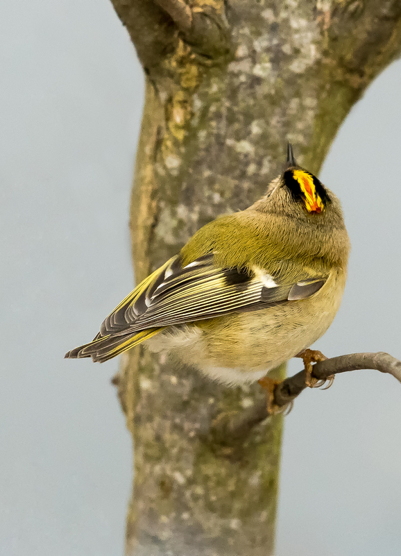 D50_6773_Wintergoldhähnchen _Männchen Rücken IA_2_20221.jpg