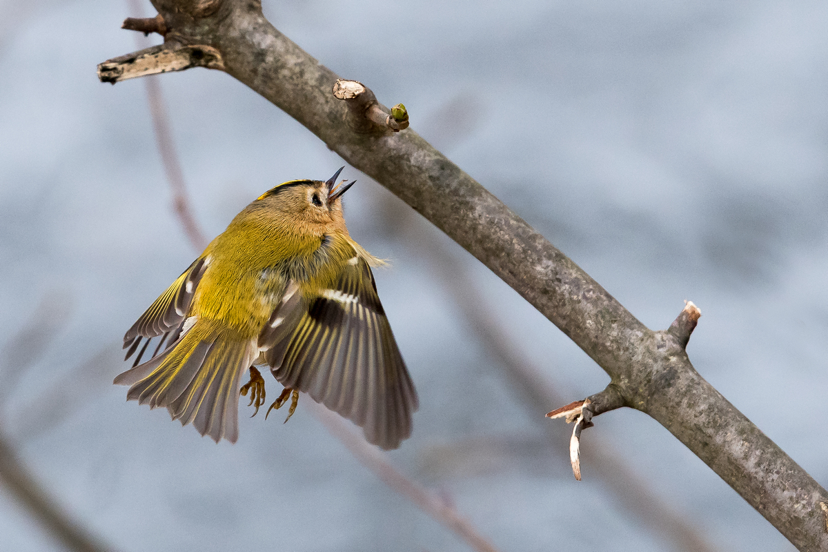 D50_6796_Wintergoldhähnchen auf Nahrungssuche IA_2_2021.jpg