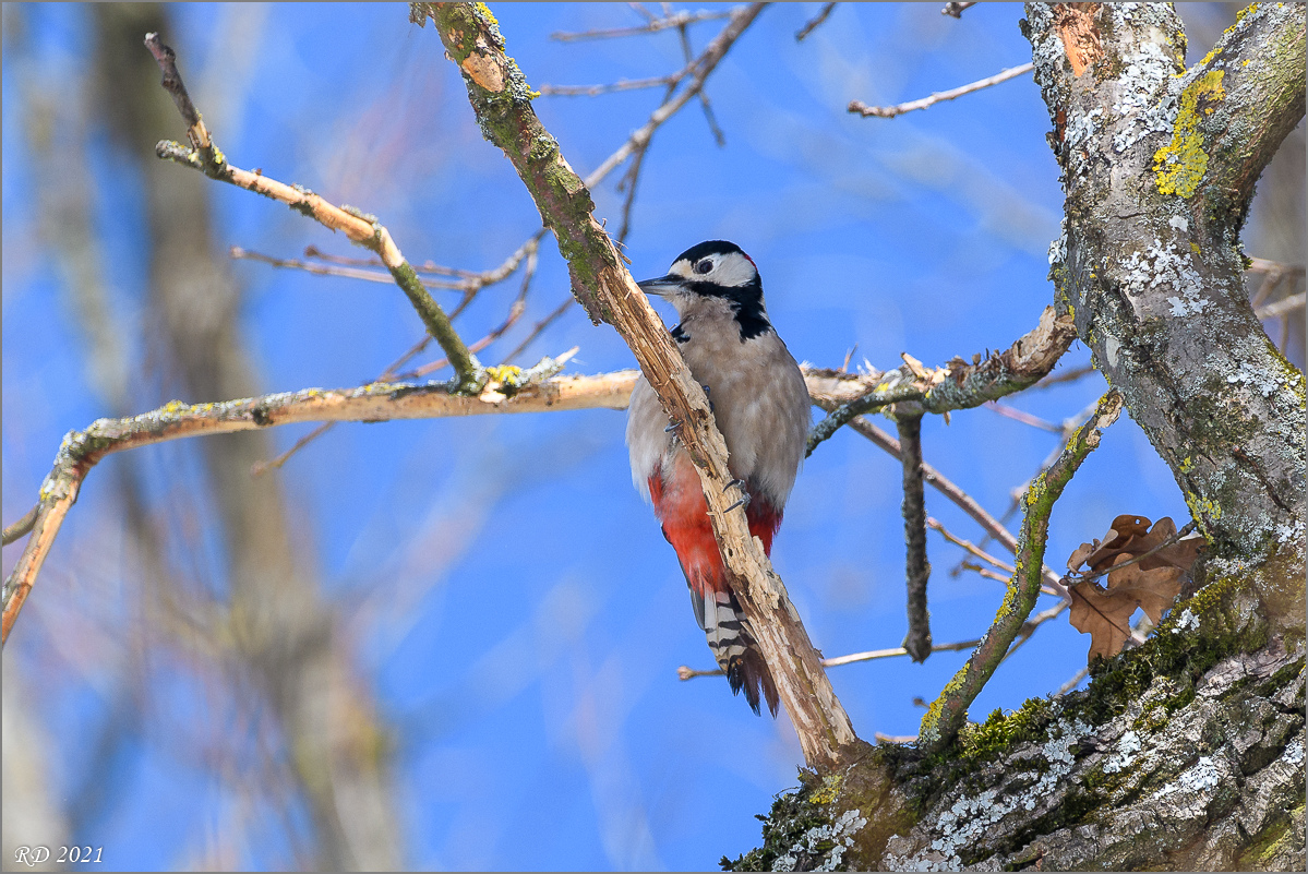 D50_6810.jpg