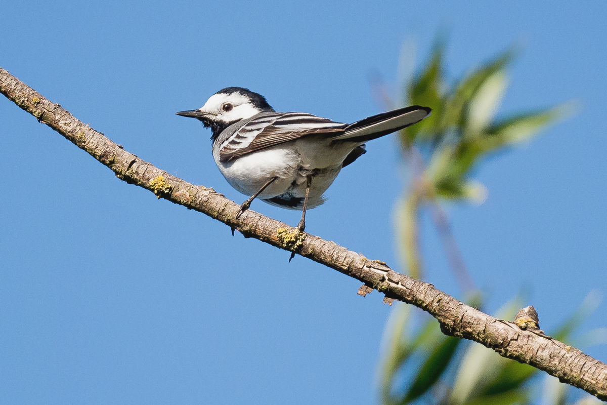 D50_6919_Bachstelze hoch im Baum IA_6_2020.jpg