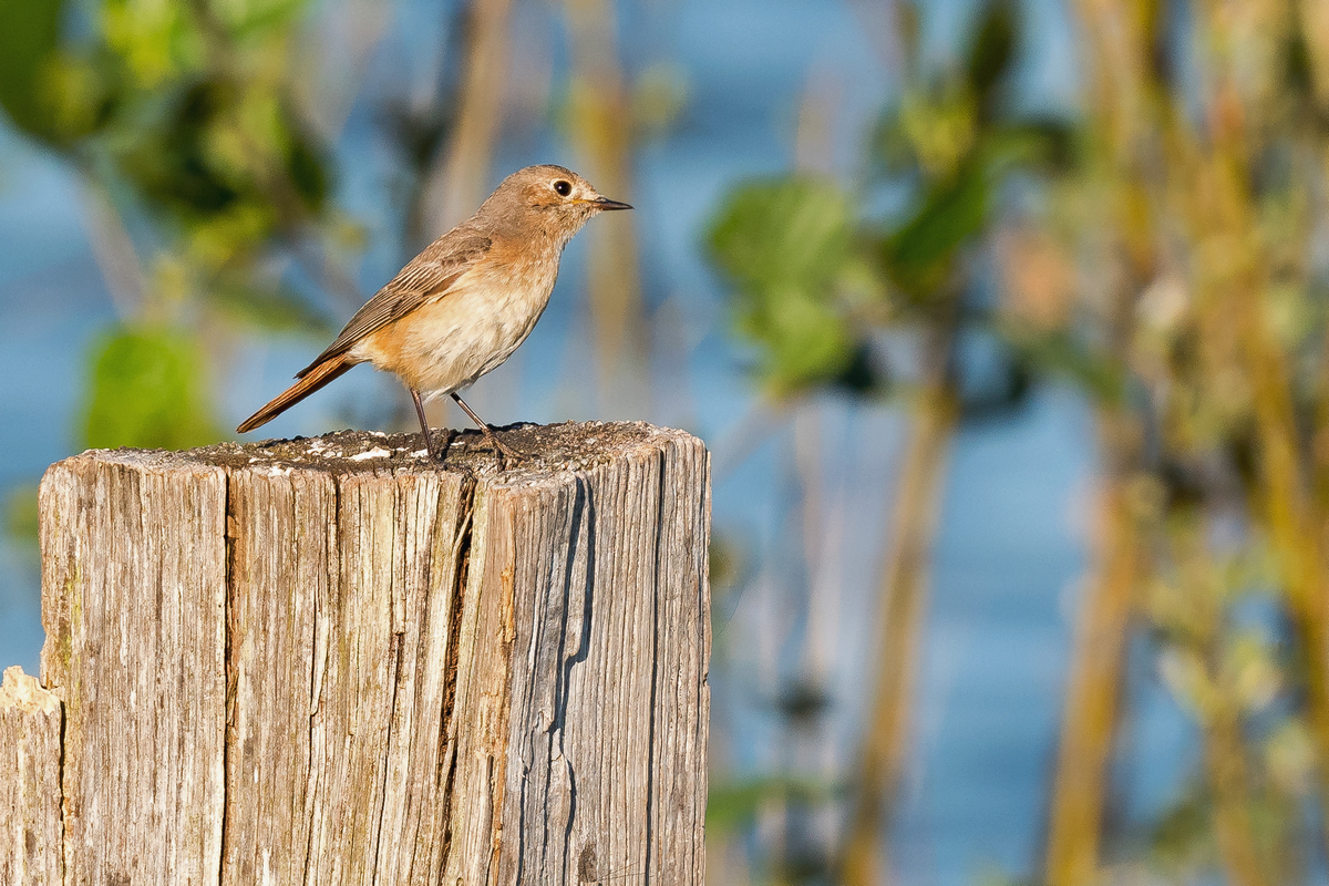 D50_6949_Gartenrotschwanz_Jungvogel_IA_6_2020.jpg