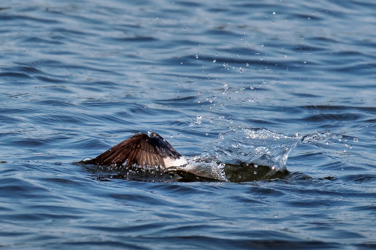 D50_6974_Vollbad_CP weich IA_7_2019.jpg