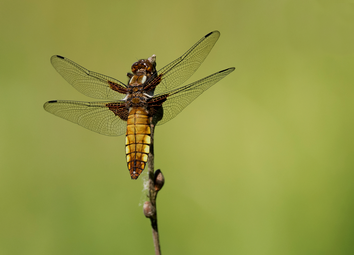 D50_7009_Plattbauchlibelle IIIA_6_2020.jpg