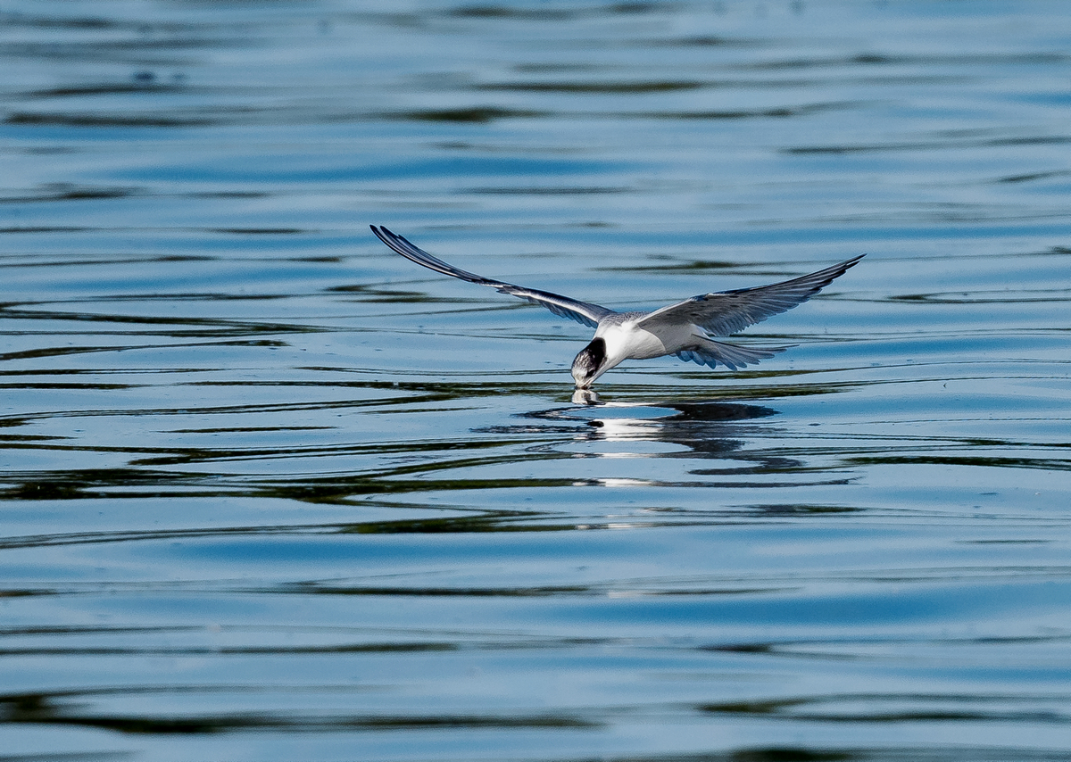 D50_7018_vermutlich Trauerseeschwalbe_jungvogel_Elbe_IA_8_2022.jpg