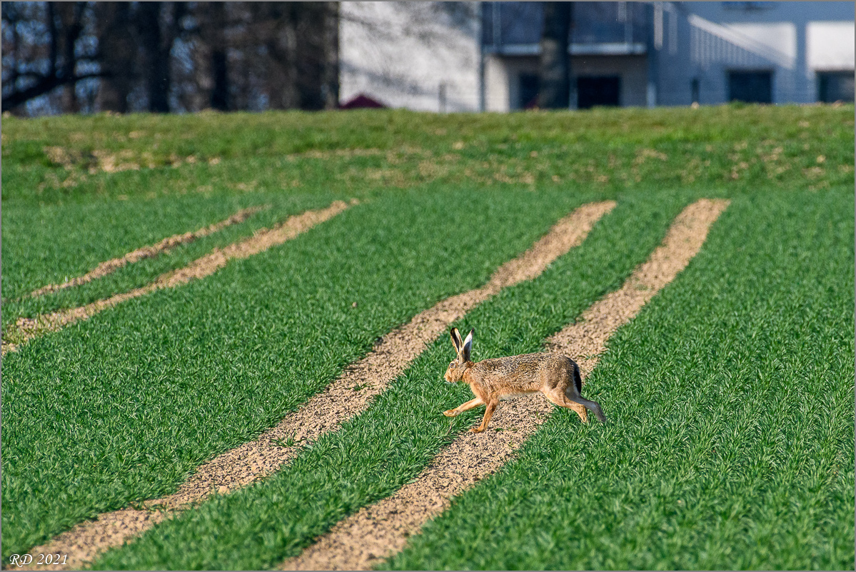 D50_7038.jpg
