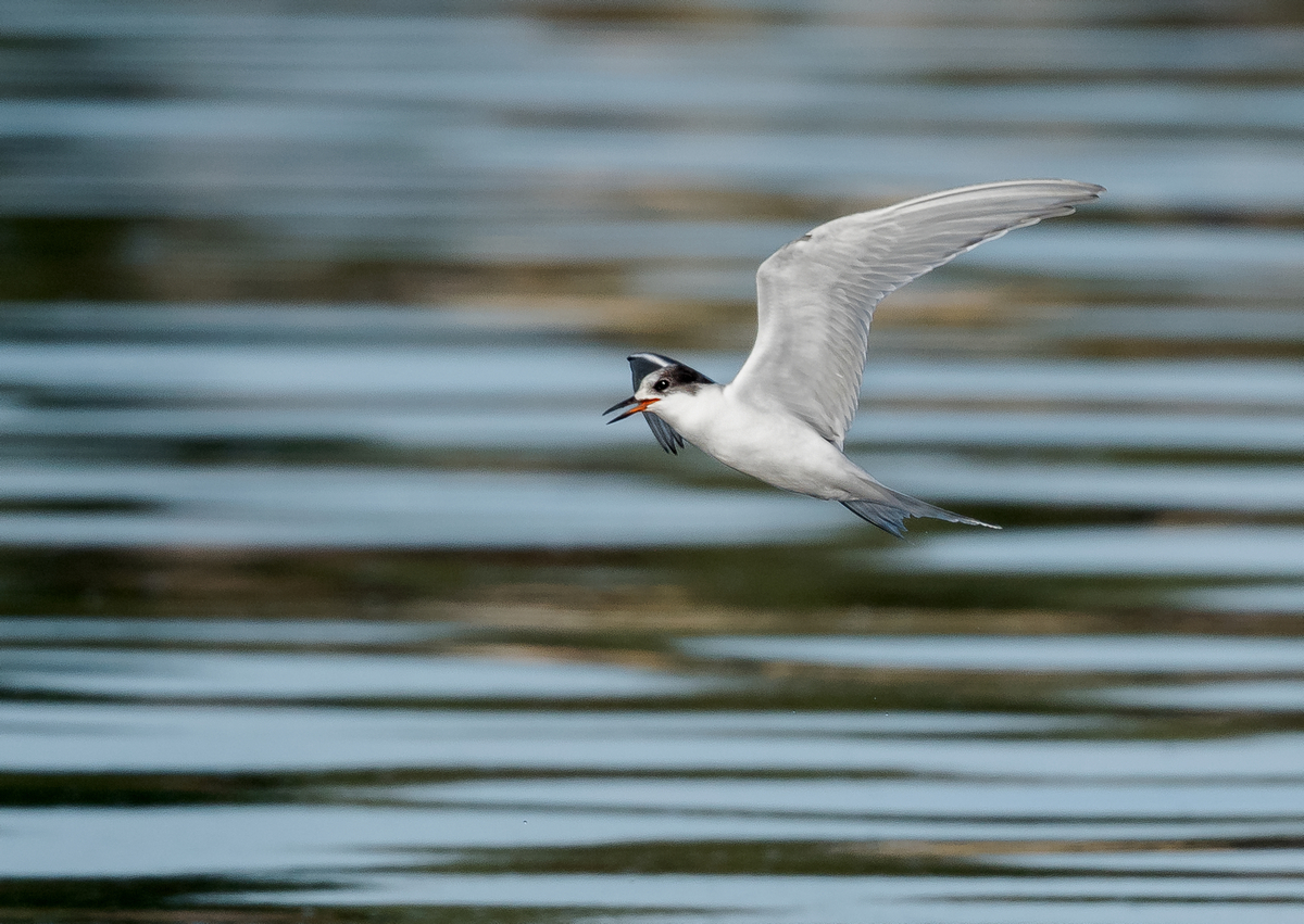 D50_7087_unbekannte See_Schwalbe_Möwe_Elbe_IA_8_2022.jpg