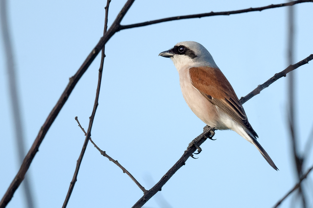 D50_7091_Neuntötermännchen IA_6_2020.jpg