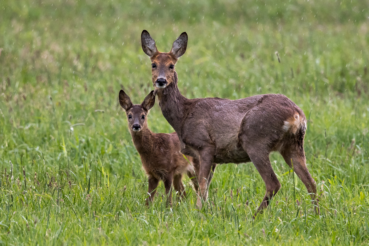 D50_7124_Ricke mit Kitz im Regen IA_5_2020.jpg