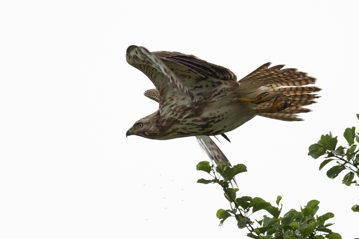 D50_7158Bussard im AbflugIIA_6_2020.jpg