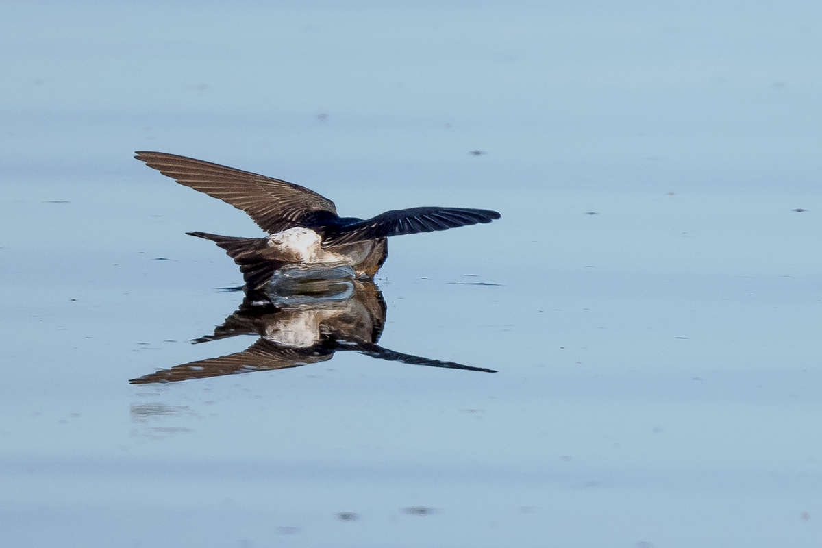 D50_7161_Mehli verschmilzt mit dem Wasser_IIA_Elbe_7_2022.jpg