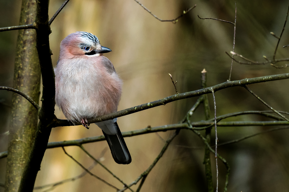 D50_7189_verträumter Eichelhäher_IA_3_2022.jpg