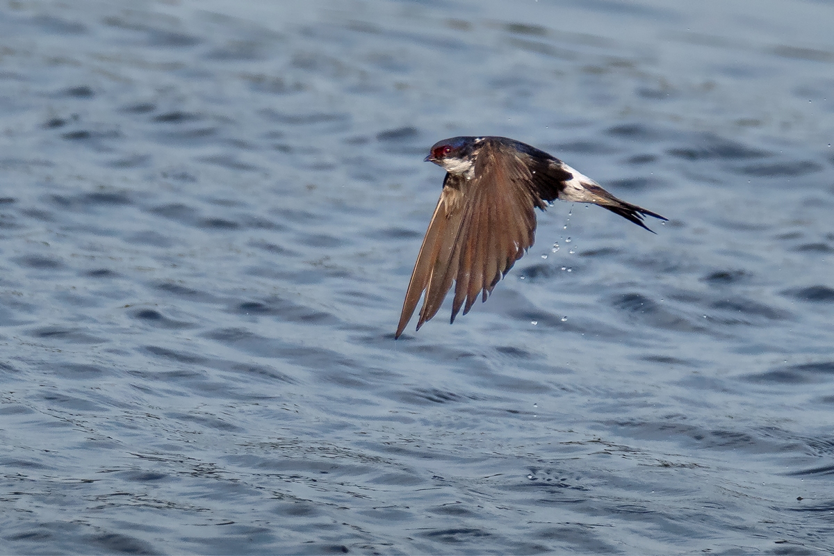D50_7224Tropfnass aus dem Wasser_CP weich IA_7_2019.jpg