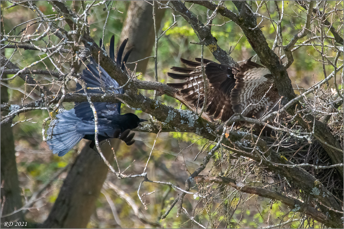 D50_7246-Bearbeitet.jpg
