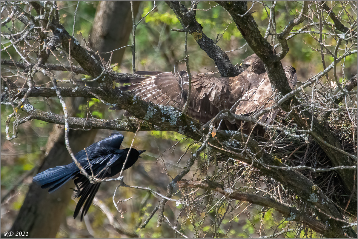 D50_7247-Bearbeitet.jpg