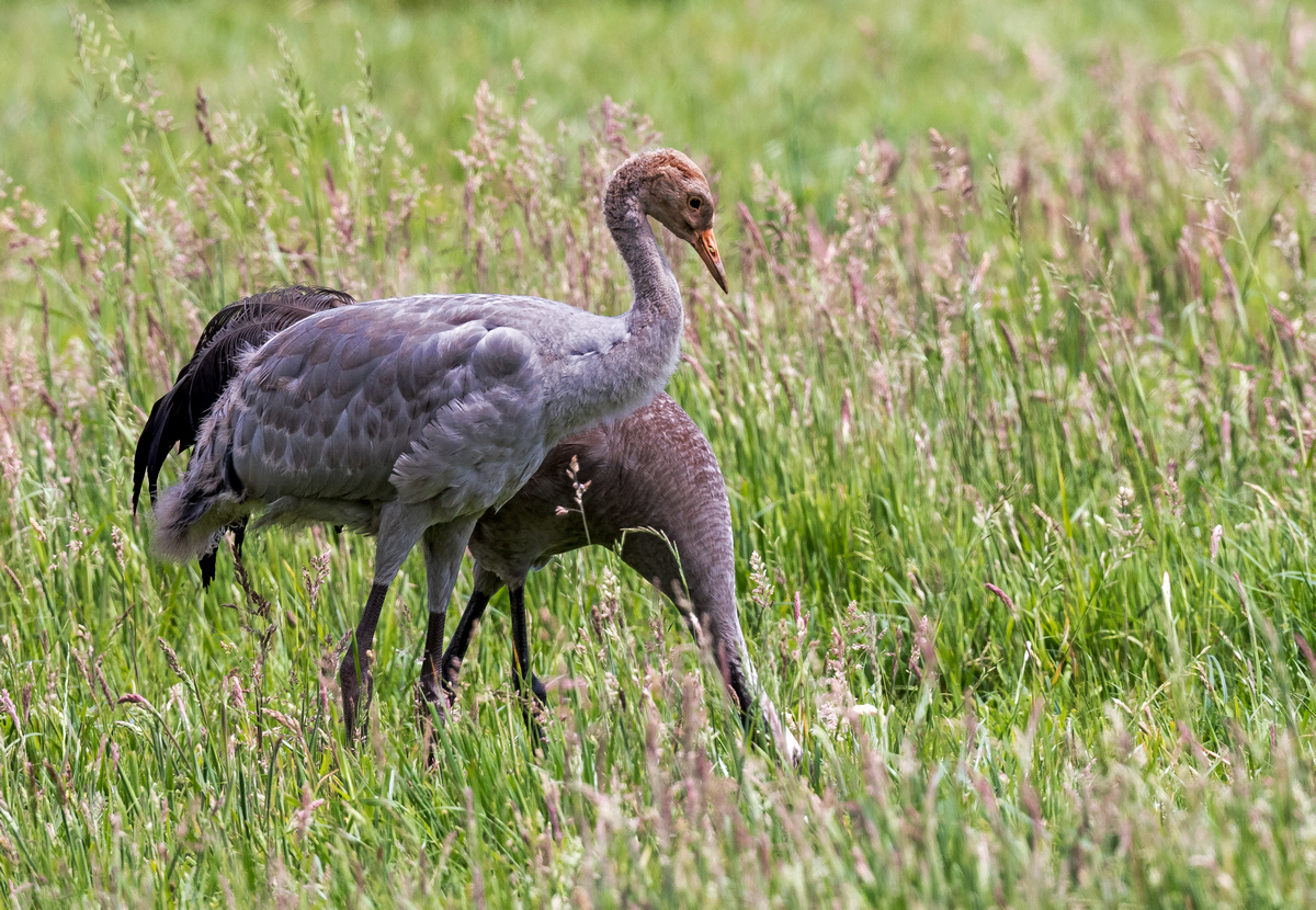 D50_7250_der Nachwuchs schaut genau hin IA_6-2020.jpg