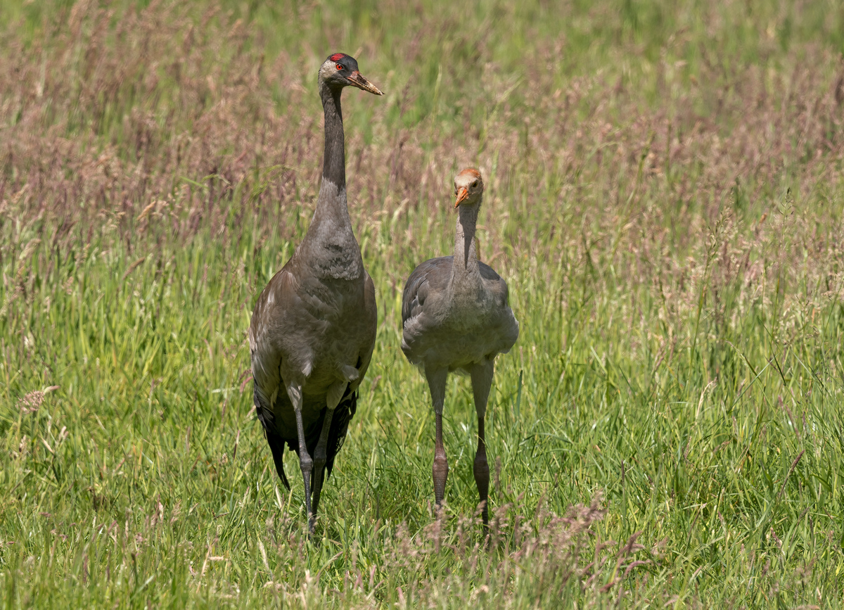 D50_7264_Kranich mit Nachwuchs IA_6_2020.jpg