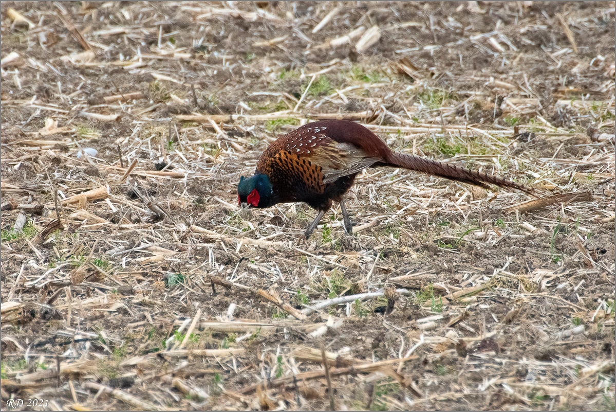 D50_7339-Bearbeitet.jpg