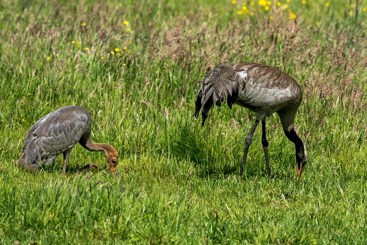 D50_7353_Würmersuche auf den Knien IA_6_2020.jpg