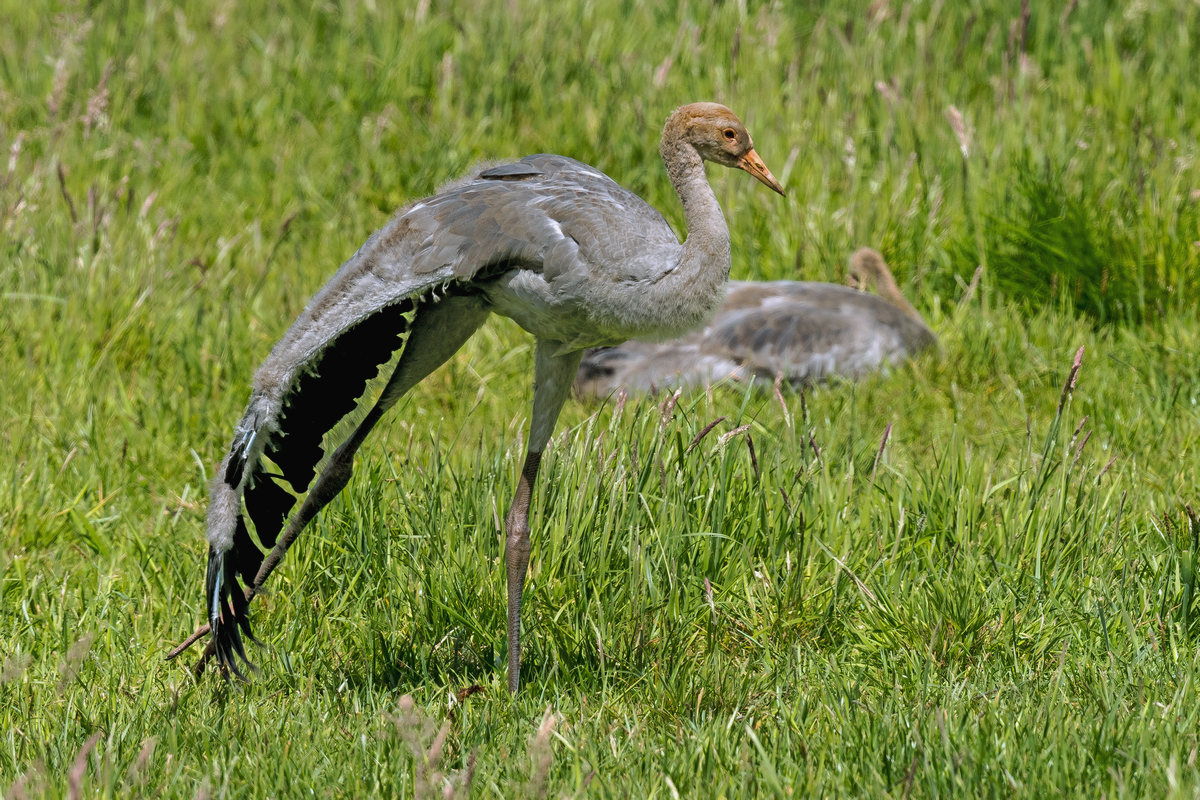 D50_7364_Strecken IIA_6_2020.jpg