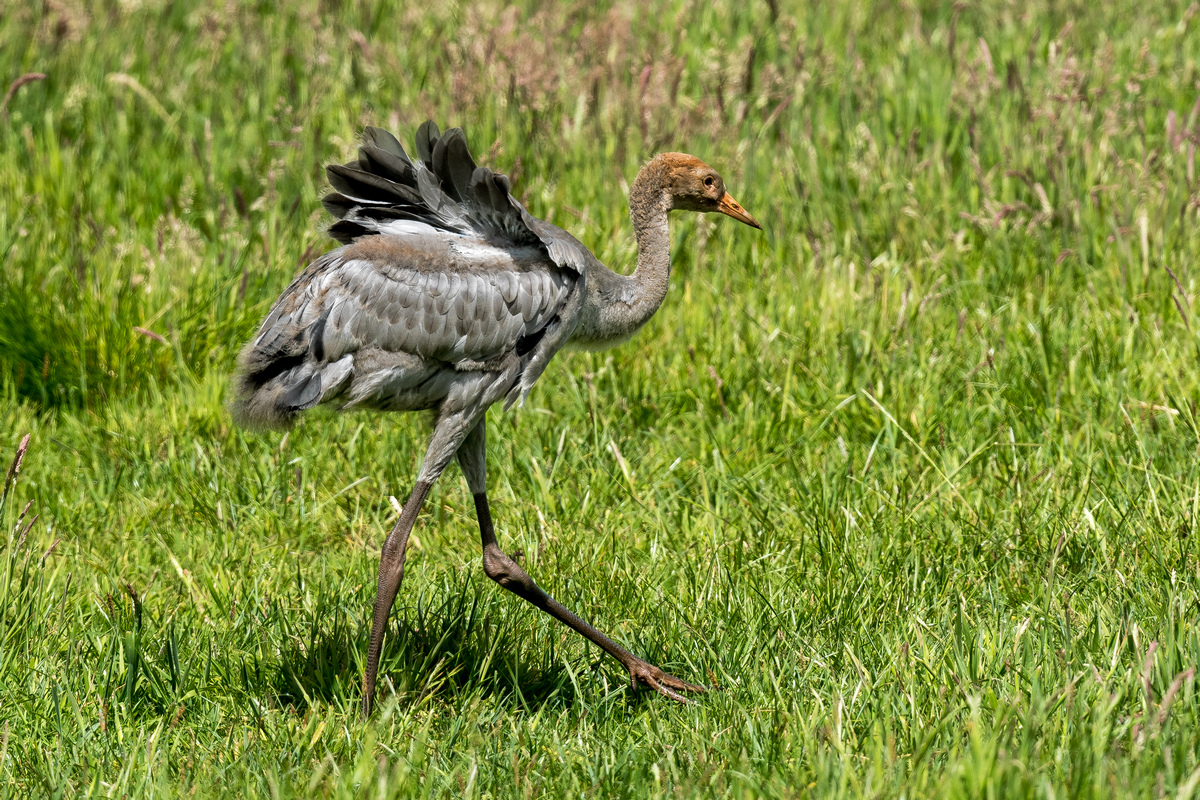 D50_7366_bald kann ich auch fliegenIA_6_2020.jpg