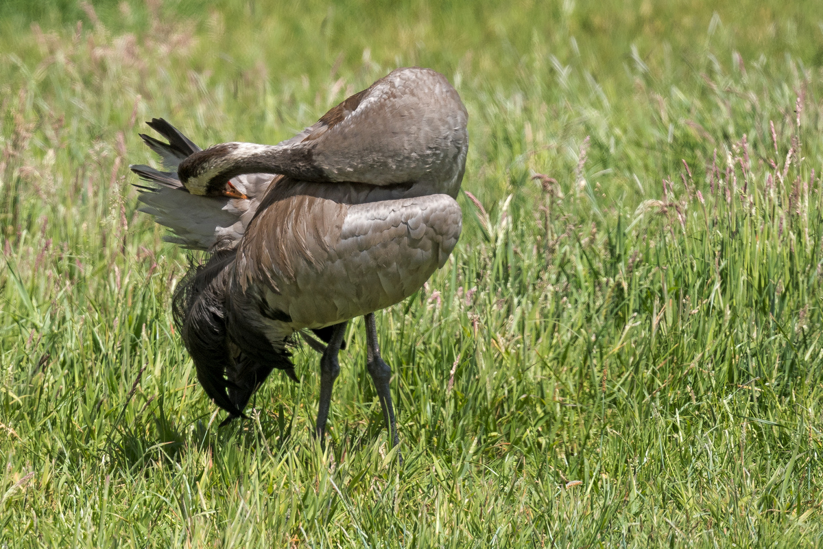 D50_7418_Gefiederplege beim Altvogel IA_6_2020.jpg