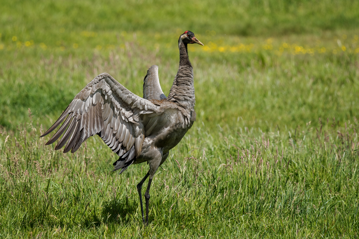 D50_7437_ein prächtiger Kranich IA_6_2020.jpg