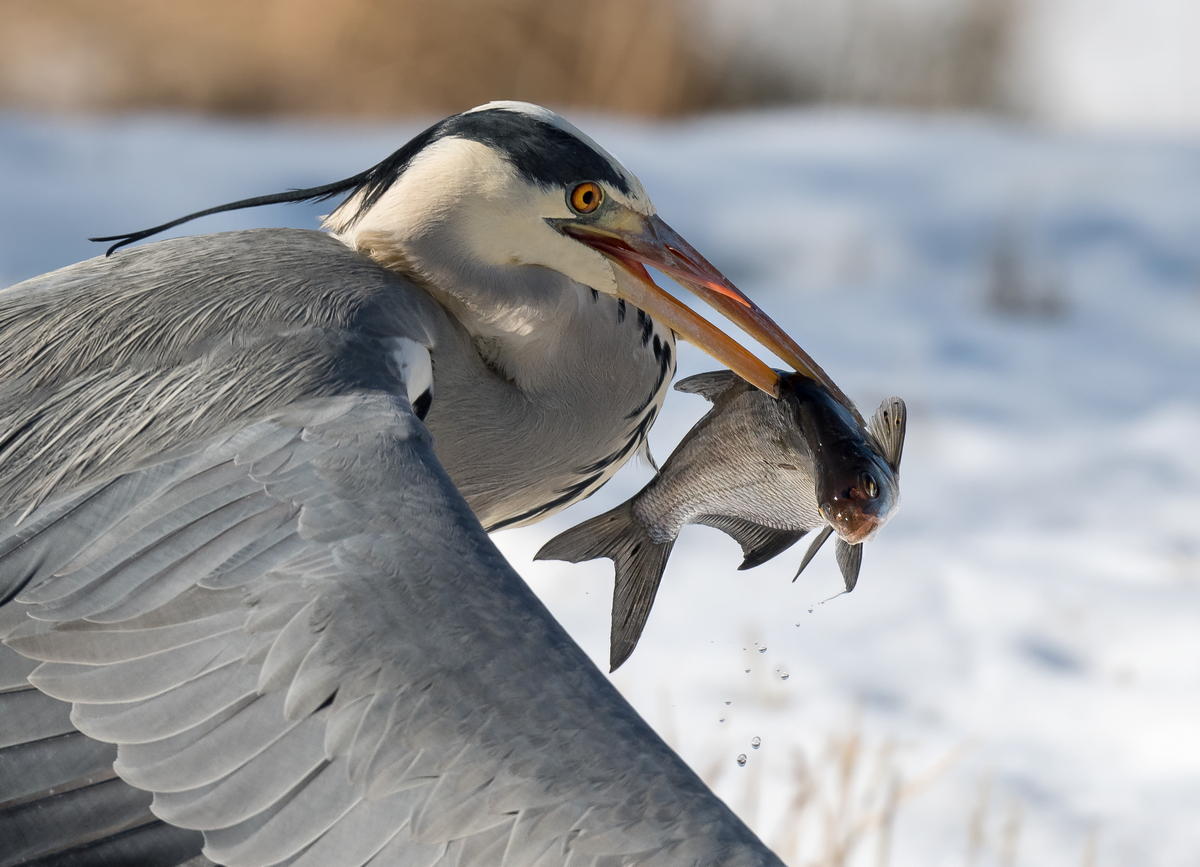 D50_7439_Reiher mit fetter Beute_IA_2_2021.jpg
