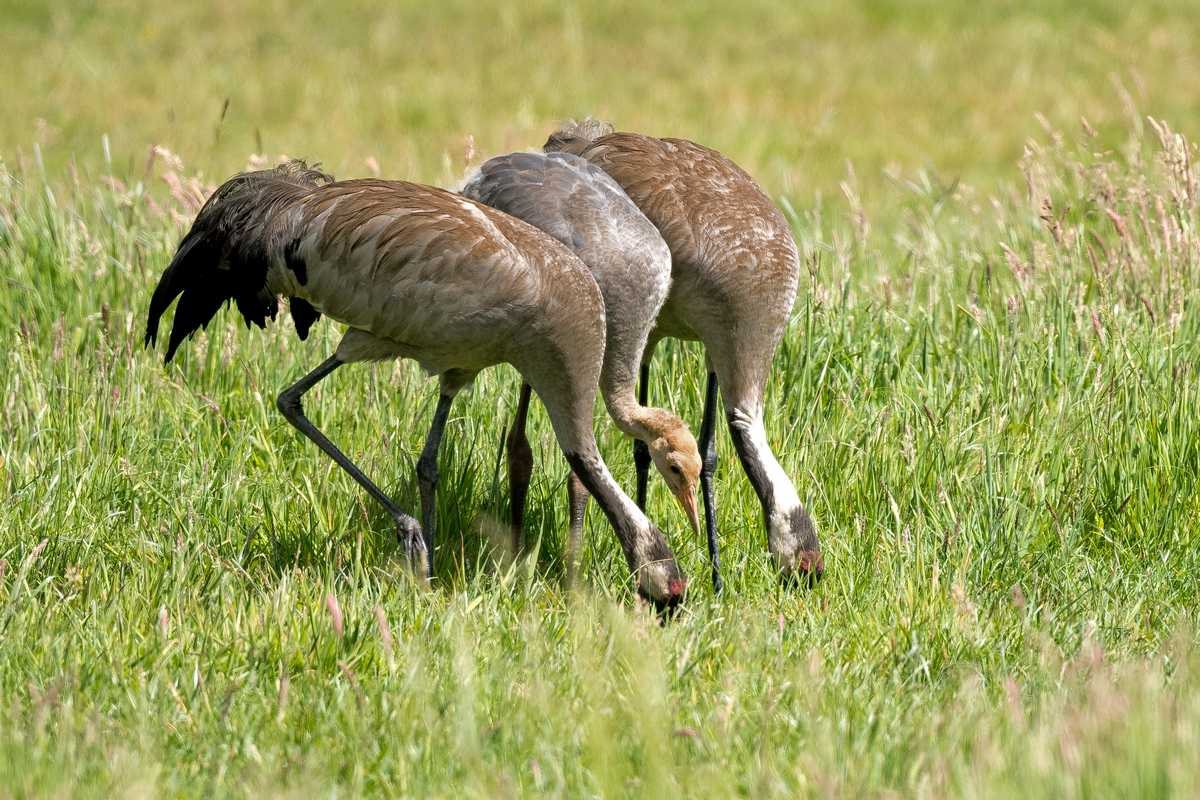 D50_7453_das Jungtier in der Mitte IA_6_2020.jpg