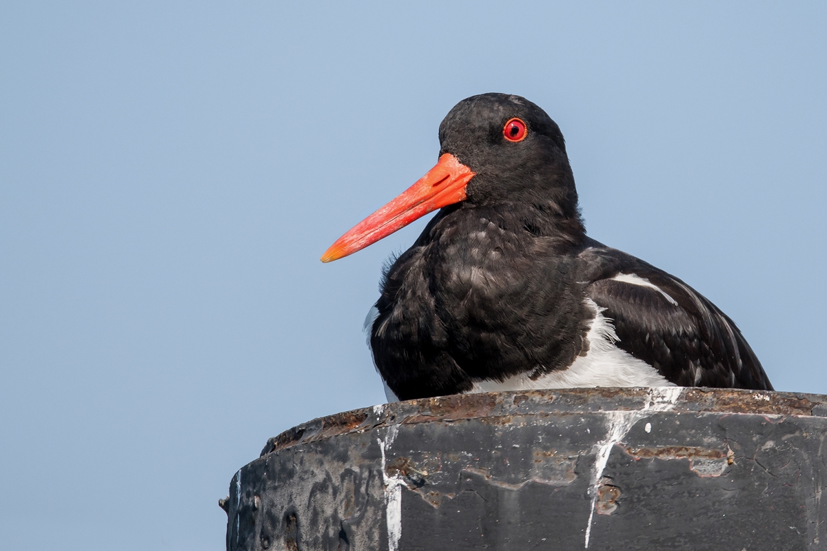 D50_7584_Austernfischer auf Poller IA_7_2019.jpg