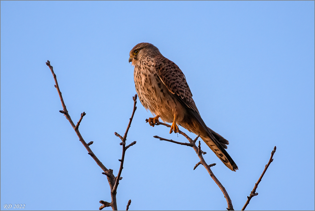 D50_7585-Bearbeitet.jpg