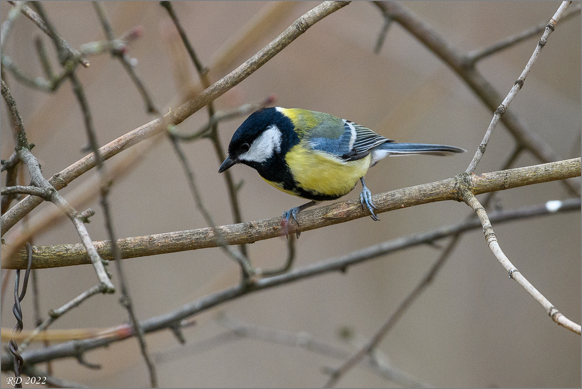 D50_7595.jpg