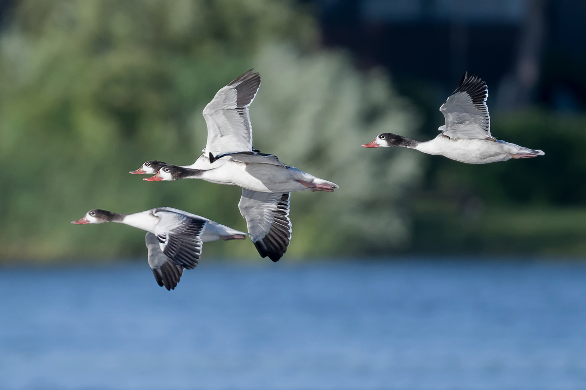 D50_7754_unbekannte Gänse_Elbe IIA_8_2022.jpg