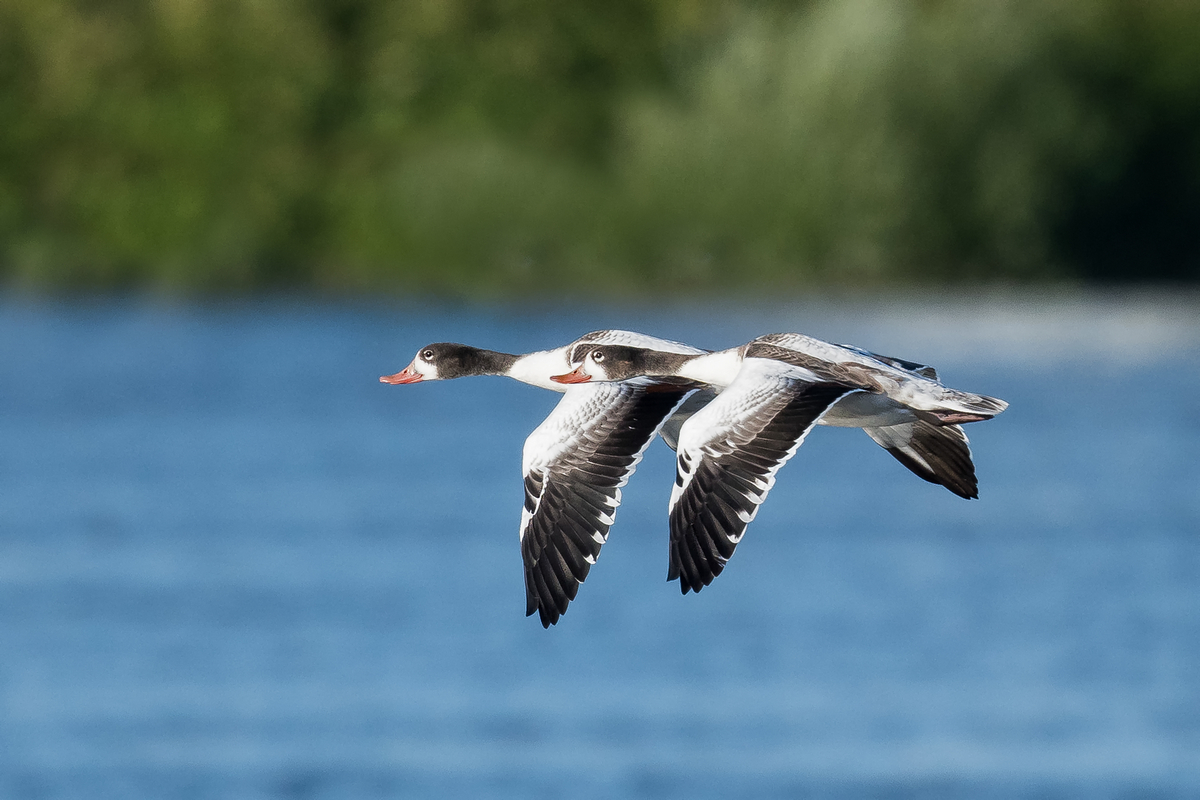 D50_7759_unbekannte Gans _Ente_IIA_Elbe_8_2022.jpg