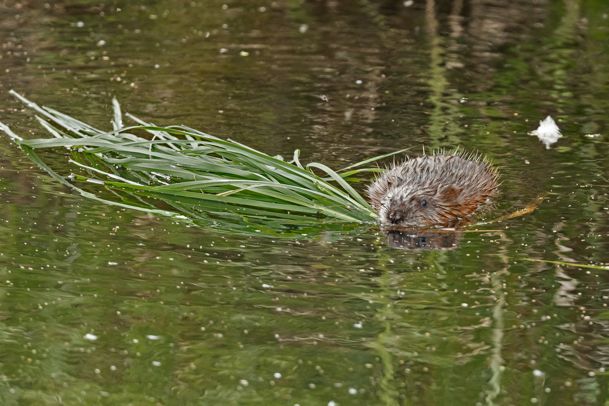 D50_7812_Nutria mit BaumaterialII_IA_6_2020.jpg