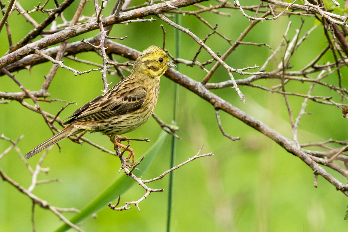 D50_7902_Goldammer IIA_6_2020.jpg