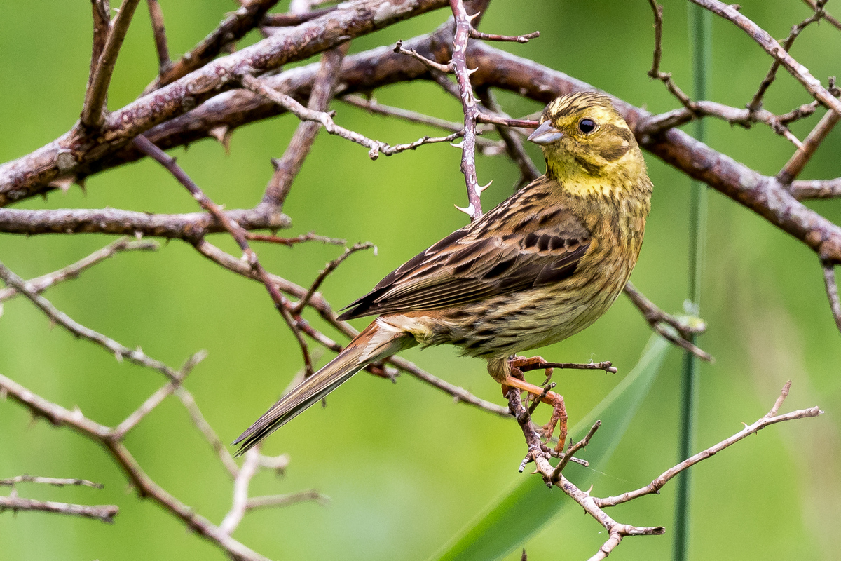 D50_7904_Goldammer IA_6_2020.jpg