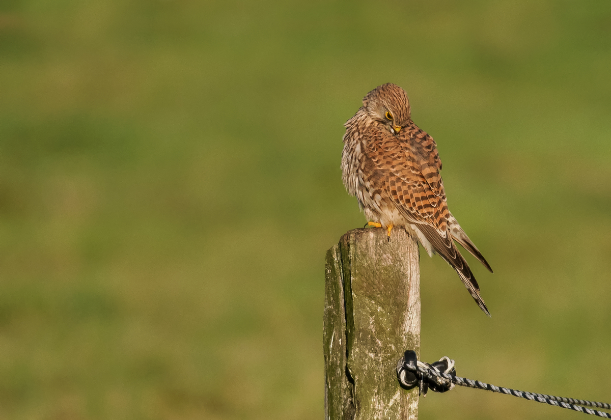 D50_8066_Turmfalke bei der GefiederpflegeIA_10_2018.jpg