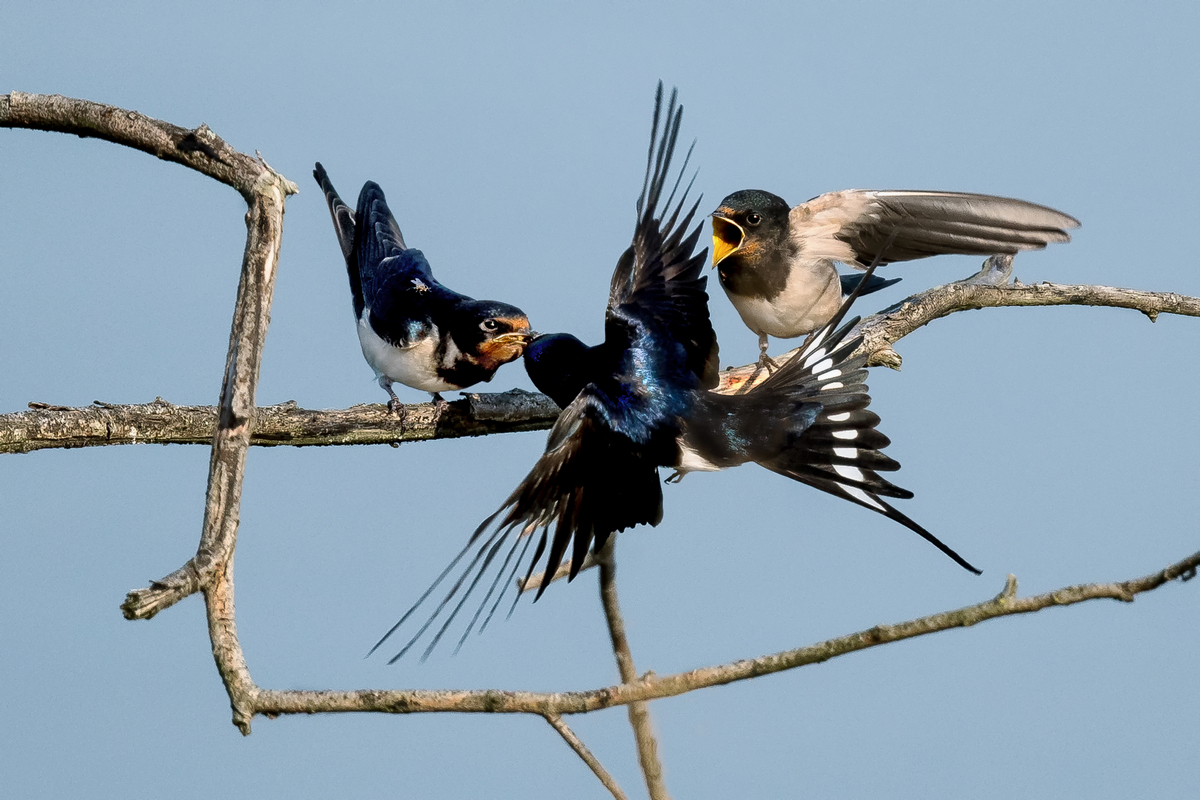 D50_8135_Rauchschwalben Fütterung IDA_6_2020.jpg