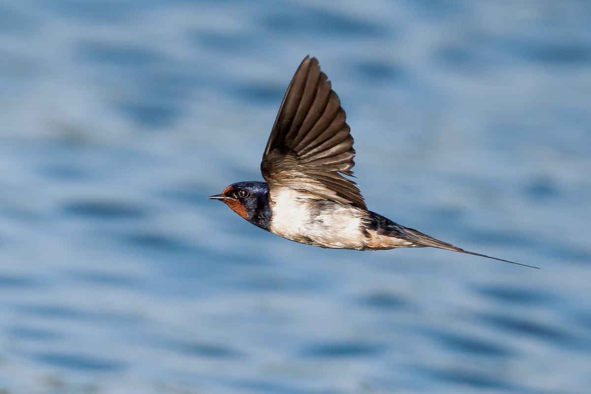 D50_8142_Rauchi nah im Parallelgflug_IA_8_2022.jpg