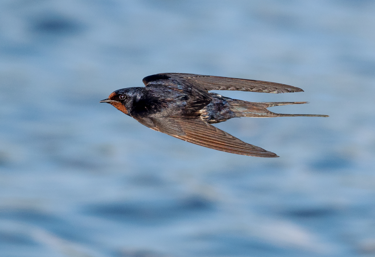 D50_8144_Rauchi dichter Vorbeiflug_IA_8_2022.jpg