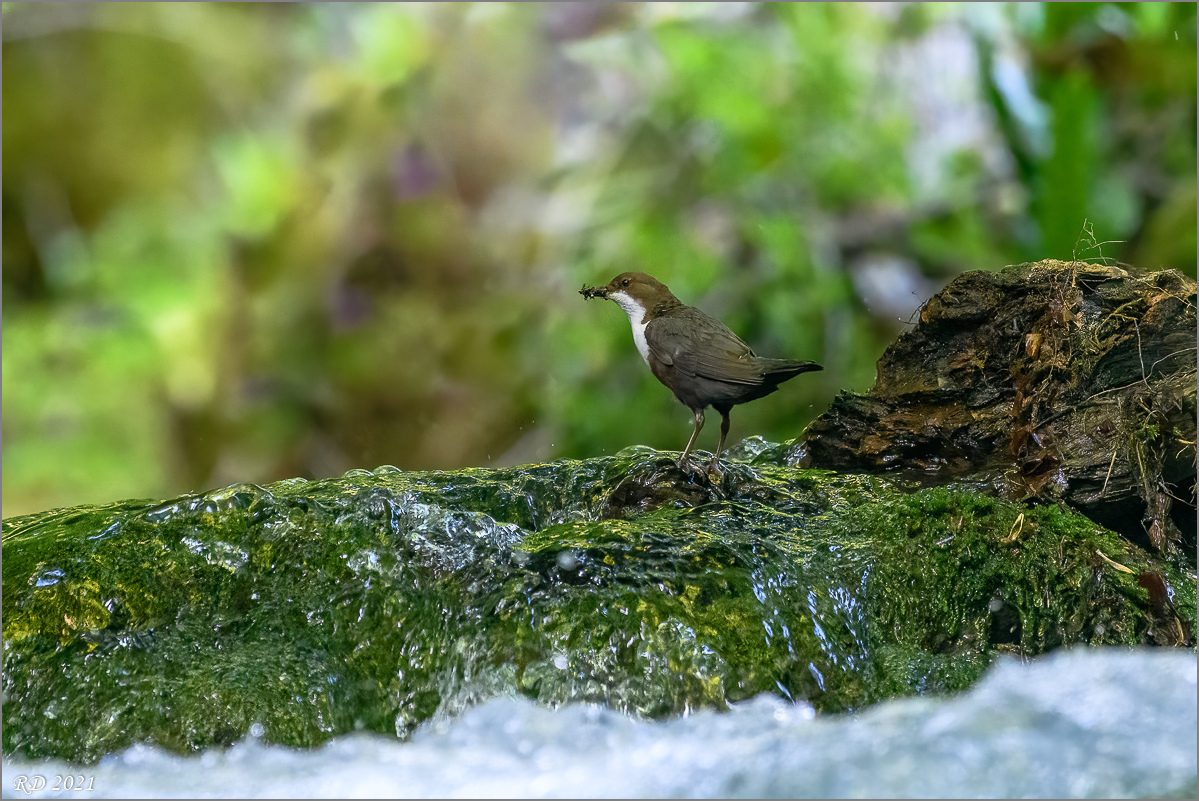 D50_8221-Bearbeitet.jpg