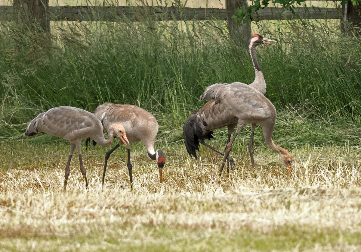 D50_8266_die Familie beim gemeinsamen Futtern IA_6_2020.jpg