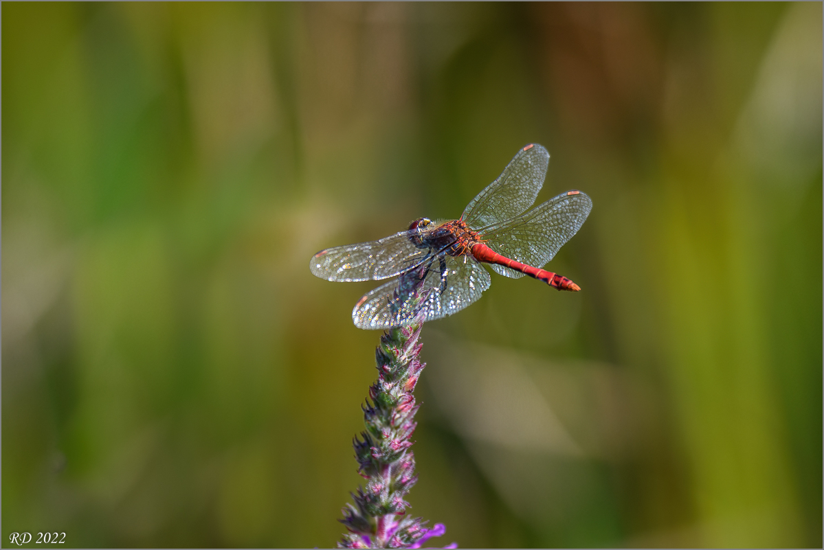 D50_8318-Bearbeitet.jpg