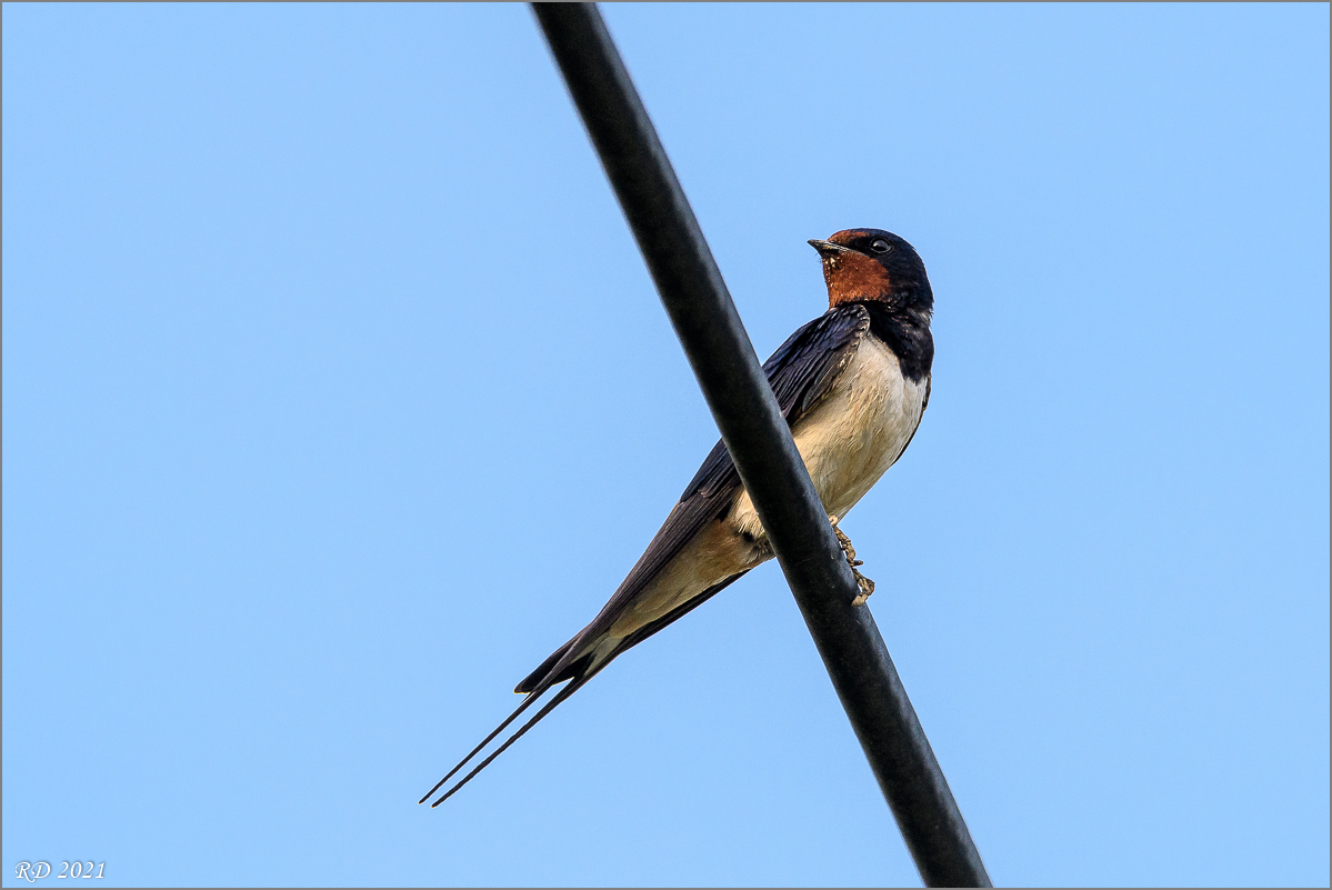 D50_8351.jpg