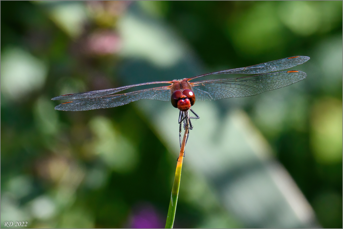 D50_8355-Verbessert-Bearbeitet.jpg