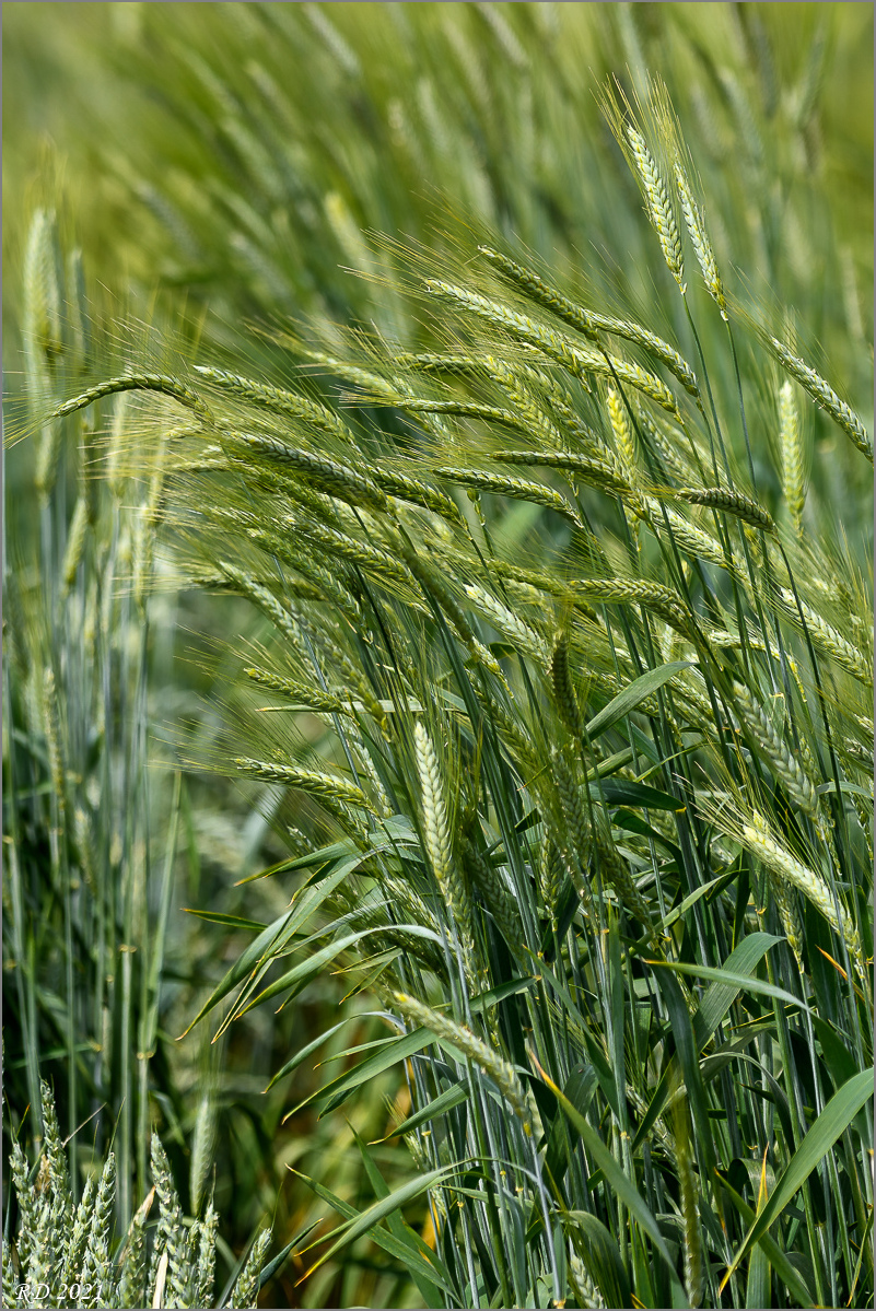 D50_8411.jpg