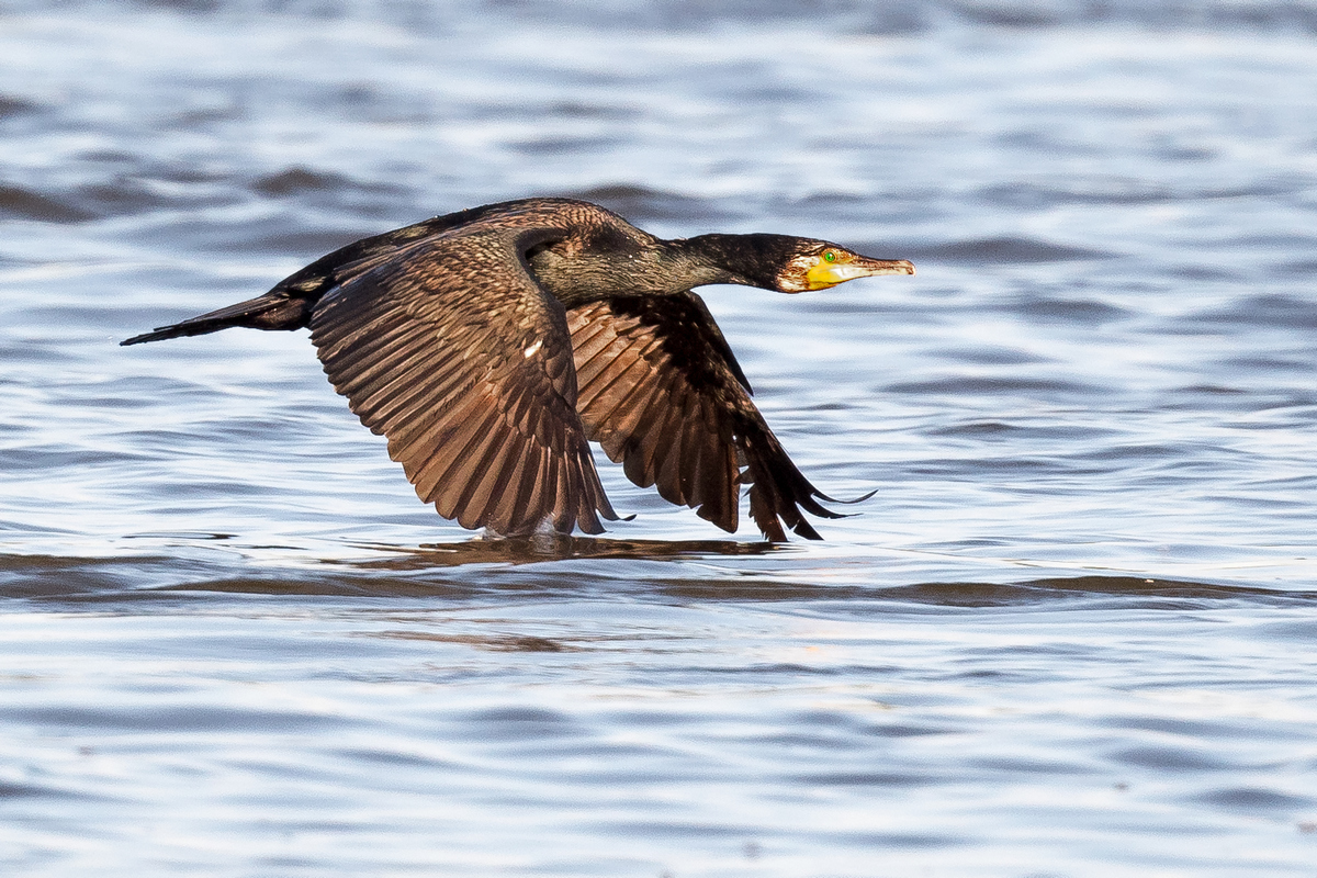 D50_8416_Kormoran im Anflug IA_6_2020.jpg