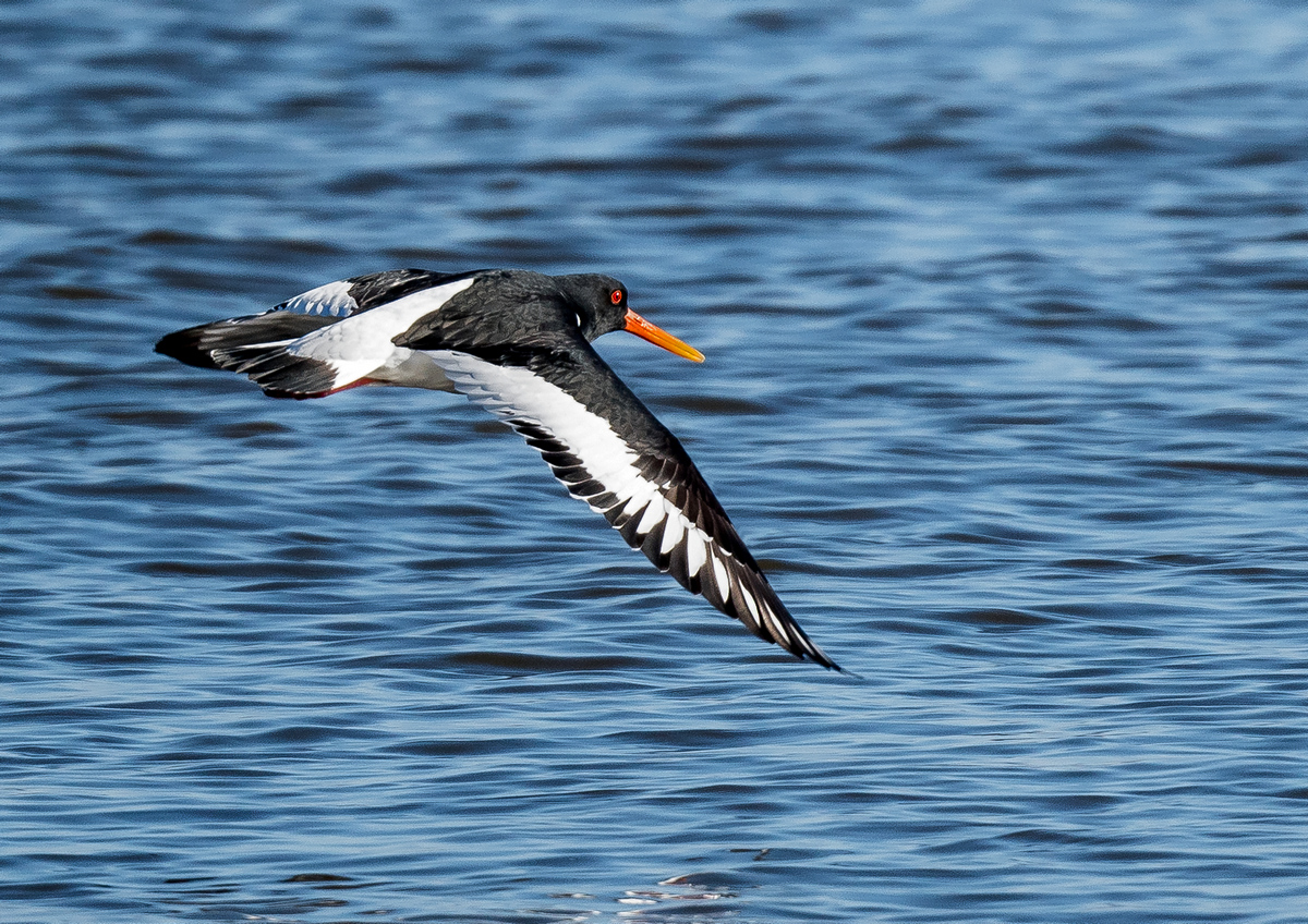 D50_8417_Austernfischer_ Elbe-3_IA_2021.jpg