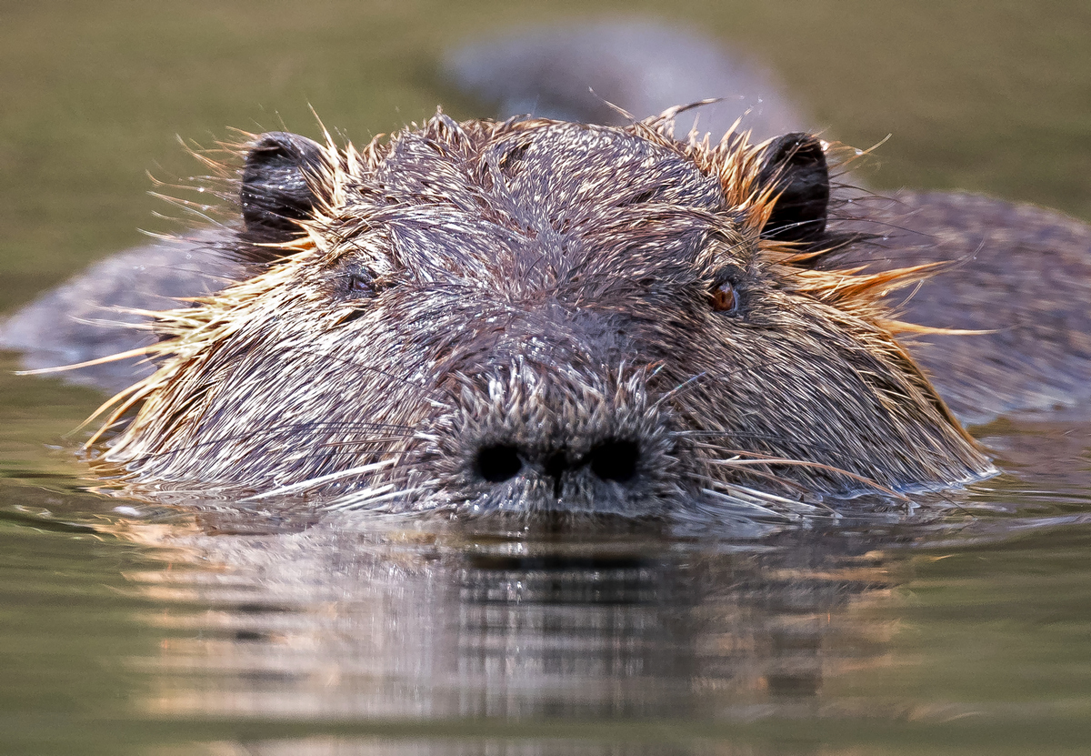 D50_8539_Nutria frontal_IA_4_2022.jpg